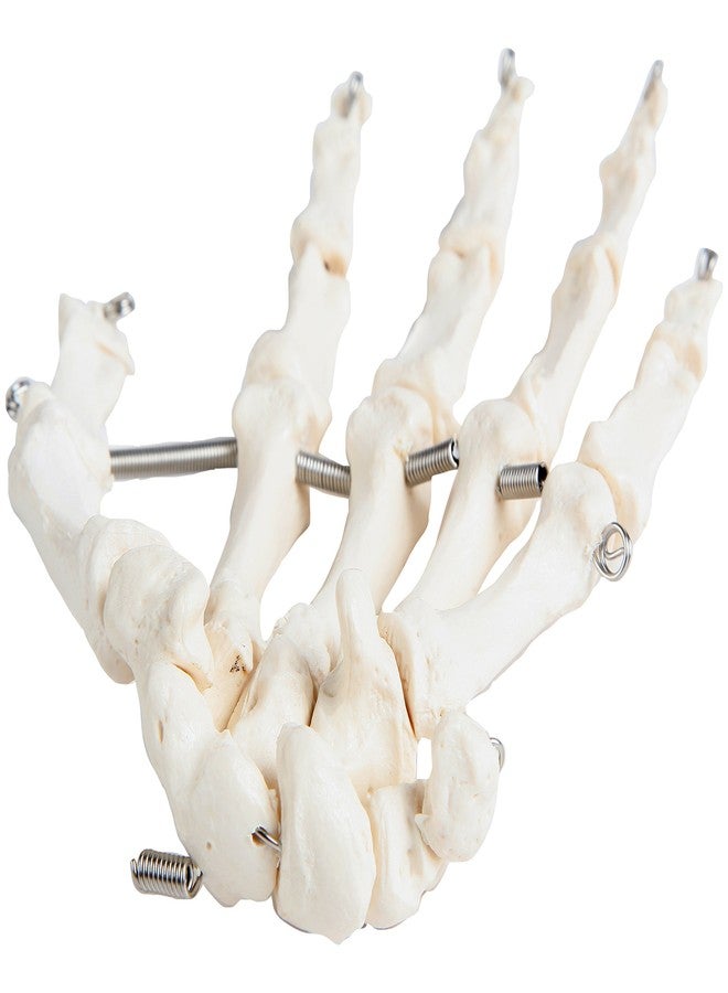 Axis Scientific Skeletal Hand | Left | Fully Articulated Flexible Hand Skeleton is Secured with Quality Wire to Demonstrate Movement | Includes Product Manual - Image 3